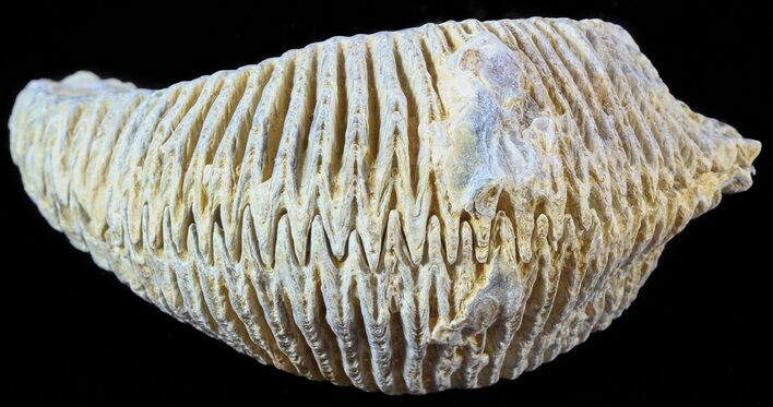 Cretaceous Fossil Oyster (Rastellum) - Madagascar #49885